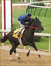 Offlee Wild on Track for Derby Bid Offlee Wild on Track for Derby Bid