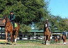 Signs Positive as OBS March Sale Approaches Signs Positive as OBS March Sale Approaches