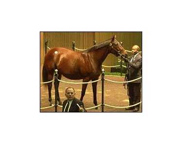 Blissful, a full sister to Derby winner Fusaichi Pegasus, sold for $4-million during Tuesday's session of the Keeneland November sale.