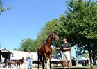 Adena Buys Three Top-Priced Yearlings Adena Buys Three Top-Priced Yearlings