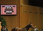 Hip #469, colt; Medaglia d'Oro -- Violent Beauty, by Gone West, brought $600,000 during the third session of the Keeneland September yearling sale Sept. 13.
