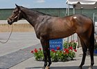 Medaglia d'Oro Filly Sets Maryland Record Medaglia d'Oro Filly Sets Maryland Record