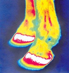 Understanding the Threat of Laminitis Understanding the Threat of Laminitis