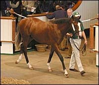 Kingmambo Colt Tops Opening Session of Tattersalls Sale Kingmambo Colt Tops Opening Session of Tattersalls Sale