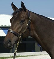 Business Declines At Fasig-Tipton Calder Auction Business Declines At Fasig-Tipton Calder Auction