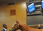 The Sale-topper of the Fasig-Tipton Midlantic Eastern fall yearling sale: Hip #473; colt; Harlan's Holiday - Keep It Going by Yankee Victor brought $300,000.