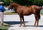 'Bargain' Storm Cat Colt Brings $450,000 'Bargain' Storm Cat Colt Brings $450,000