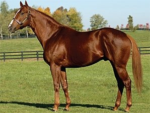 First U.S. Winner for Freshman Sire Soto First U.S. Winner for Freshman Sire Soto