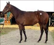 Jess Jackson Goes to $600,000 for Distorted Humor Colt Jess Jackson Goes to $600,000 for Distorted Humor Colt