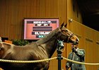 Honest Pursuit, hip#471, brought $3.1-million at the second session of the Keeneland November breeding stock sale.