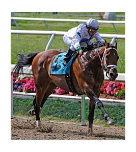 Battle Plan finishes strong in the New Orleans Handicap.<br><a target="blank" href="http://www.bloodhorse.com/horse-racing/photo-store?ref=http%3A%2F%2Fpictopia.com%2Fperl%2Fgal%3Fprovider_id%3D368%26ptp_photo_id%3D8864074%26ref%3Dstory">Order This Photo</a>