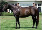 Second-Crop Sires: Parallel Lives of Mineshaft, Empire Maker Second-Crop Sires: Parallel Lives of Mineshaft, Empire Maker