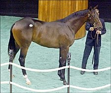 Saratoga Sale Catalogue Considerably Smaller Saratoga Sale Catalogue Considerably Smaller