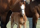 First Foal for Millionaire Suave First Foal for Millionaire Suave