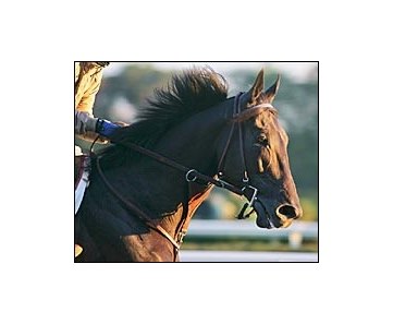 Rock Hard Ten, ready for the Breeders' Cup Classic.