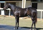 Hip #137 (colt, Scat Daddy - Madagascat by Tale of the Cat) was the top seller during the opening session of the Ocala Breeders' Sales Co. March select sale of 2-year-olds in training , bringing $400,000.