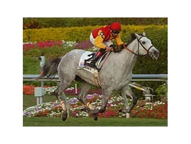 Waquoit's Love scores her first stakes win of her career in the Marshua's River at Gulfstream Park.
