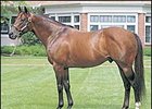 Lane's End Farm stallion Kingmambo.