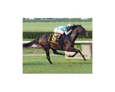 Cacique finds Belmont to his liking in Man o'War.<br><a target="blank" href="http://www.bloodhorse.com/horse-racing/photo-store?ref=http%3A%2F%2Fpictopia.com%2Fperl%2Fgal%3Fgallery_id%3D6823%26process%3Dgallery%26provider_id%3D368%26ptp_photo_id%3D545860%26sequencenum%3D0%26page%3D">Order This Photo</a>