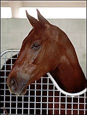 Saratoga Notebook: Saratoga Wired; 43 in Row for Johnson; Sky Mesa's Near Miss Saratoga Notebook: Saratoga Wired; 43 in Row for Johnson; Sky Mesa's Near Miss