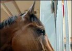 Barbaro Injury Highlights Need for Laminitis Research Funding Barbaro Injury Highlights Need for Laminitis Research Funding