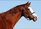Pensioned Maryland Stallion Horatius Dead Pensioned Maryland Stallion Horatius Dead