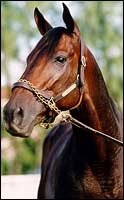 No Heavy Gold Here: Champ Was Scratched No Heavy Gold Here: Champ Was Scratched