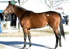 Carribean Sunset, hip 110, Keeneland November Sale.