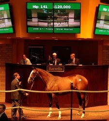 Tiznow Filly Tops Barretts Cal Cup Sale Tiznow Filly Tops Barretts Cal Cup Sale
