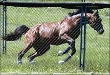 Barbaro, Brother Derek, Sweetnorthernsaint to Take it Easy Between Derby and Preakness Barbaro, Brother Derek, Sweetnorthernsaint to Take it Easy Between Derby and Preakness