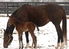 Red Giant's First Foal a Filly Red Giant's First Foal a Filly