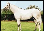 Rubiano, euthanized Tuesday at Lane's End Farm.