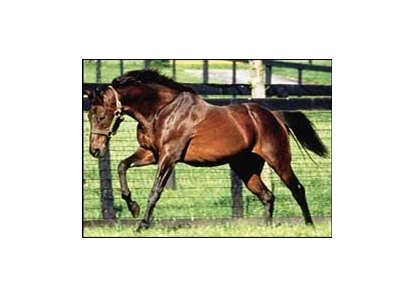 Deceased stallion Mr. Prospector is a major influence on the new sire class of 2002.