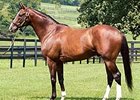 Sir Cherokee