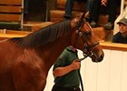 Tattersalls Book 2 Enjoys Strong Opening Tattersalls Book 2 Enjoys Strong Opening