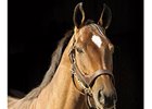 Saint Liam Offspring to Sell at FT Saint Liam Offspring to Sell at FT