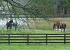 Unwanted Horses: How Serious a Problem? Unwanted Horses: How Serious a Problem?