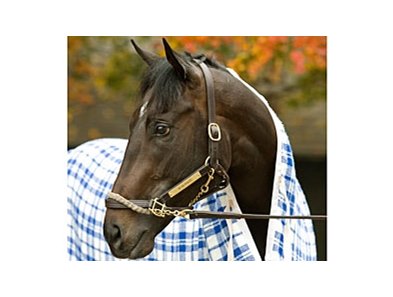 Robert LaPenta's undefeated Eclipse champion War Pass continued to prep for his seasonal debut.<br><a target="blank" href="http://www.bloodhorse.com/horse-racing/photo-store?ref=http%3A%2F%2Fpictopia.com%2Fperl%2Fgal%3Fprovider_id%3D368%26ptp_photo_id%3D2632609%26ref%3Dstory">Order This Photo</a>