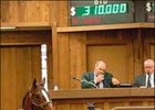 Cape Town Colt Tops Third Session of OBS Spring Sale Cape Town Colt Tops Third Session of OBS Spring Sale