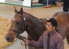 Tattersalls Guineas Breeze Up Sale to Return Tattersalls Guineas Breeze Up Sale to Return