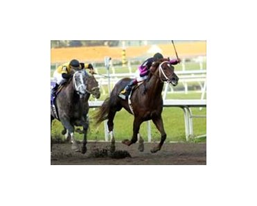 First Samuari and Edgar Prado race ahead of Flashy Bull (10) and win by disqualification after Corinthian causes an infraction down the stretch in the Fountain of Youth Stakes.