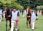 Foals parade with their dams for viewing by prospective buyers, Sunday at Teruya Yoshida's Shadai Farm.