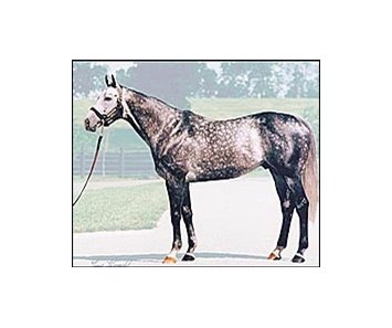 Taylor Made Farm stallion Unbridled's Song.