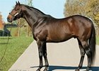 Malibu Moon to Stand for $60,000 Malibu Moon to Stand for $60,000