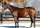 Uncle Mo's Dam Goes for $1.65 Million Uncle Mo's Dam Goes for $1.65 Million
