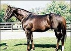 Mr. Greeley relocating to Gainesway for 2006 breeding season.