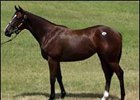 The Sale-Topper of day 1. Hip #135 f. Rainmaker - Namora by Tabasco Cat.