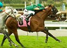 Obrigado is one of the co-high weights in the Round Table Handicap.