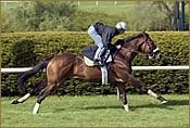 Brancusi Breezes on Grass at Keeneland Brancusi Breezes on Grass at Keeneland