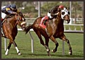 Hollywood Park Race Report: Night Star Hollywood Park Race Report: Night Star